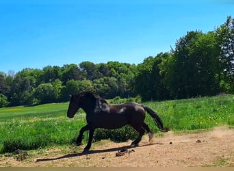 Nórico, Caballo castrado, 11 años, 165 cm, Castaño