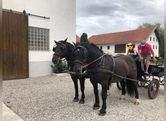 Nórico, Caballo castrado, 13 años, 160 cm, Negro