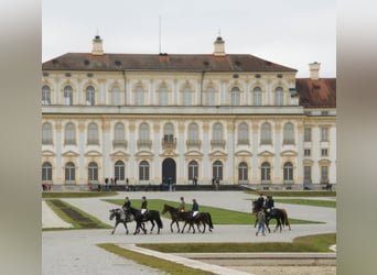 Nórico, Caballo castrado, 13 años, 165 cm, Atigrado/Moteado