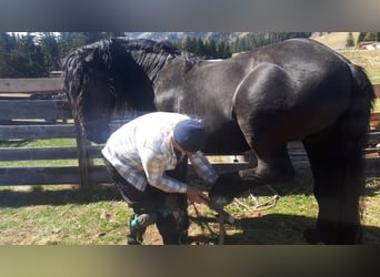 Nórico, Caballo castrado, 13 años, 165 cm, Negro