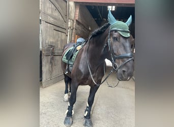 Nórico, Caballo castrado, 14 años, 170 cm, Negro