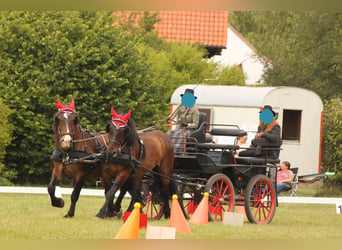 Nórico, Caballo castrado, 16 años, 170 cm, Castaño oscuro