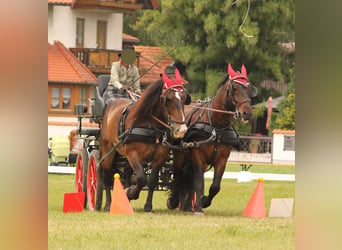 Nórico, Caballo castrado, 17 años, 170 cm, Castaño oscuro