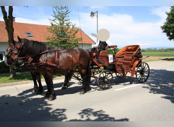 Nórico, Caballo castrado, 17 años, 170 cm, Castaño oscuro