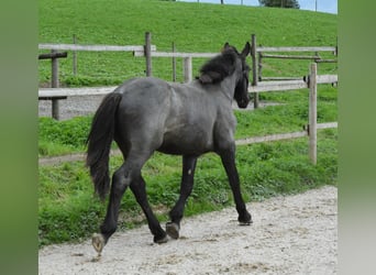 Nórico, Caballo castrado, 1 año, 150 cm, Porcelana