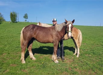 Nórico, Caballo castrado, 1 año, Alazán-tostado