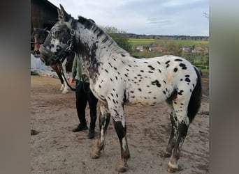 Nórico, Caballo castrado, 1 año
