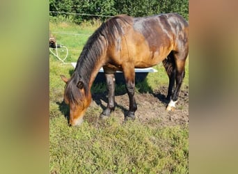 Nórico, Caballo castrado, 1 año, Castaño