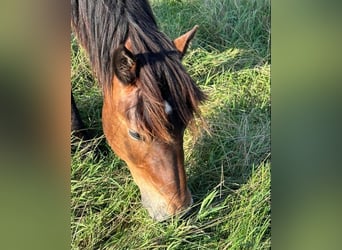 Nórico, Caballo castrado, 1 año, Castaño