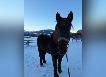 Nórico, Caballo castrado, 25 años, 164 cm, Negro