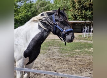 Nórico Mestizo, Caballo castrado, 2 años, 144 cm, Musgo