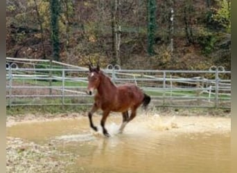 Nórico, Caballo castrado, 2 años, 155 cm, Castaño