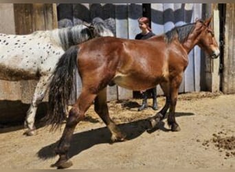 Nórico, Caballo castrado, 2 años, 155 cm, Castaño