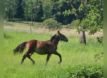 Nórico, Caballo castrado, 2 años, 155 cm, Castaño