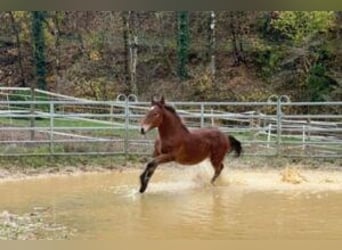 Nórico, Caballo castrado, 2 años, 155 cm, Castaño