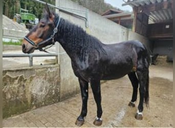 Nórico, Caballo castrado, 2 años, 155 cm, Castaño oscuro