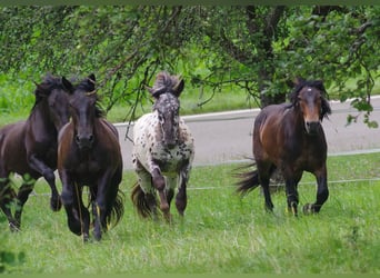 Nórico, Caballo castrado, 2 años, 155 cm, Castaño oscuro