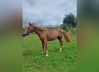 Nórico, Caballo castrado, 2 años, 160 cm, Alazán