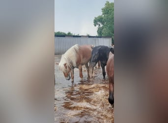 Nórico, Caballo castrado, 2 años, 160 cm, Alazán