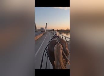 Nórico, Caballo castrado, 2 años, 162 cm, Alazán-tostado