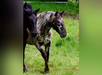 Nórico, Caballo castrado, 2 años, 164 cm, Atigrado/Moteado