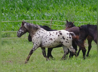 Nórico, Caballo castrado, 2 años, 164 cm, Atigrado/Moteado