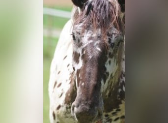 Nórico, Caballo castrado, 2 años, 164 cm, Atigrado/Moteado