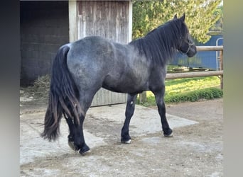 Nórico, Caballo castrado, 2 años, 165 cm, Ruano azulado
