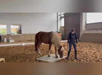 Nórico, Caballo castrado, 2 años, Alazán