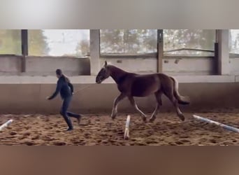 Nórico, Caballo castrado, 2 años, Alazán