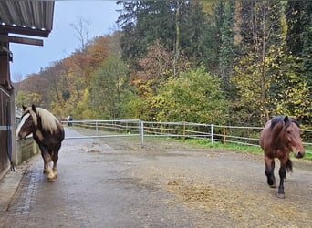 Nórico, Caballo castrado, 2 años