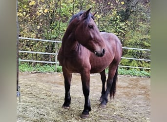 Nórico, Caballo castrado, 2 años