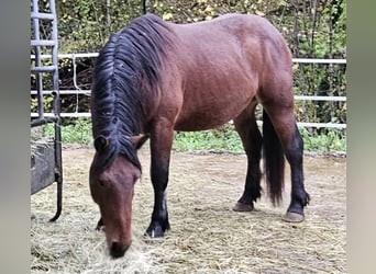 Nórico, Caballo castrado, 2 años