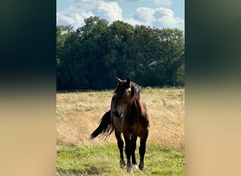 Nórico, Caballo castrado, 2 años, Castaño