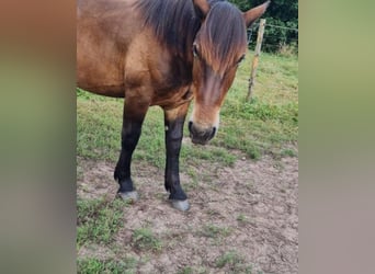 Nórico, Caballo castrado, 2 años, Castaño