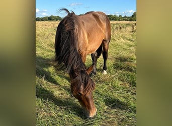 Nórico, Caballo castrado, 2 años, Castaño