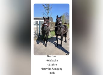 Nórico, Caballo castrado, 2 años, Negro