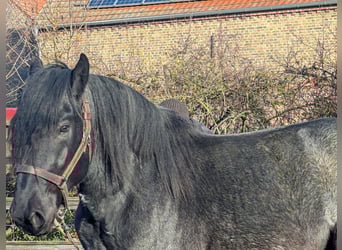 Nórico, Caballo castrado, 2 años, Tordillo negro