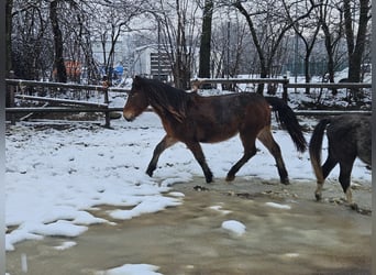 Nórico, Caballo castrado, 3 años, 147 cm