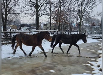 Nórico, Caballo castrado, 3 años, 147 cm