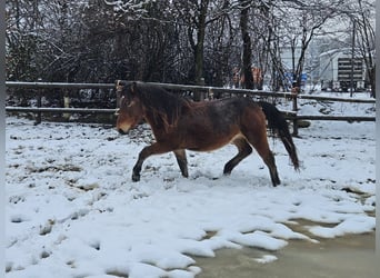 Nórico, Caballo castrado, 3 años, 147 cm