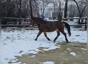 Nórico, Caballo castrado, 3 años, 147 cm