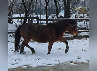 Nórico, Caballo castrado, 3 años, 147 cm