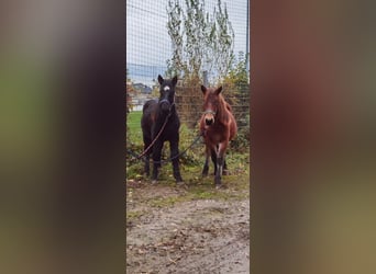 Nórico, Caballo castrado, 3 años, 147 cm