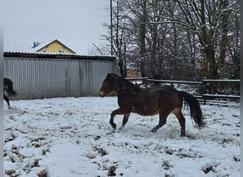 Nórico, Caballo castrado, 3 años, 147 cm