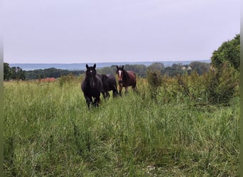 Nórico, Caballo castrado, 3 años, 153 cm, Negro