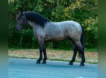Nórico Mestizo, Caballo castrado, 3 años, 156 cm, Ruano azulado
