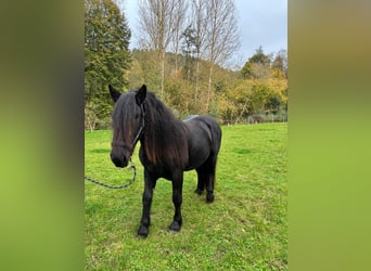 Nórico, Caballo castrado, 3 años, 159 cm