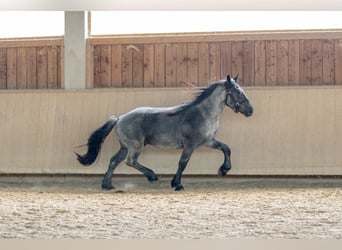 Nórico, Caballo castrado, 3 años, 160 cm