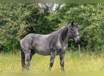 Nórico, Caballo castrado, 3 años, 160 cm